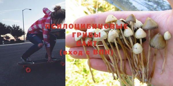 индика Беломорск